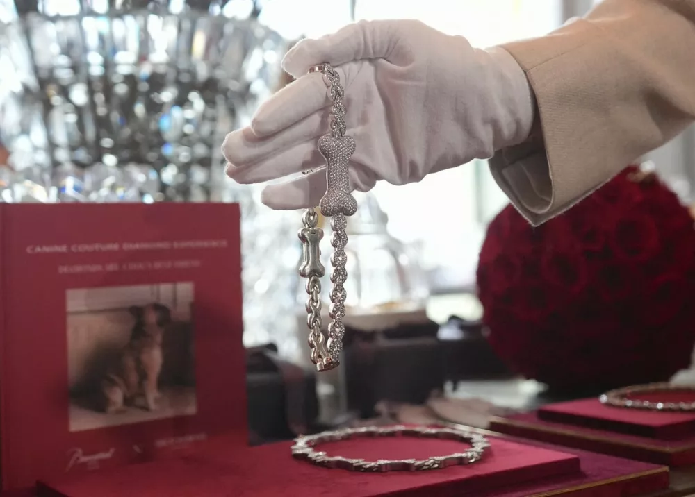 NEW YORK, UNITED STATES - APRIL 15: A diamond collar is shown at the event of 'Diamonds Are a Dog's Best Friend', a Canine Couture Trunk Show, featuring high-end canine jewelry, including diamond-set collars, in collaboration with D Diamond at the Baccarat Hotel in Manhattan, New York City, U.S., on Wednesday, April 15, 2026. Selcuk Acar / Anadolu,Image: 1091472232, License: Rights-managed, Restrictions:, Model Release: no