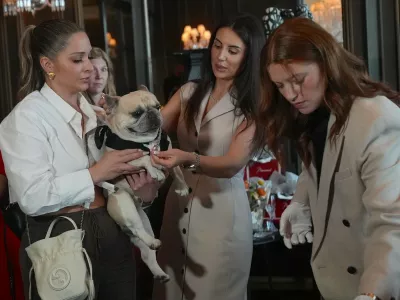 NEW YORK, UNITED STATES - APRIL 15: A dog named Bubba wears a diamond collar at the event of 'Diamonds Are a Dog's Best Friend', a Canine Couture Trunk Show, featuring high-end canine jewelry, including diamond-set collars, in collaboration with D Diamond at the Baccarat Hotel in Manhattan, New York City, U.S., on Wednesday, April 15, 2026. Selcuk Acar / Anadolu,Image: 1091472826, License: Rights-managed, Restrictions:, Model Release: no