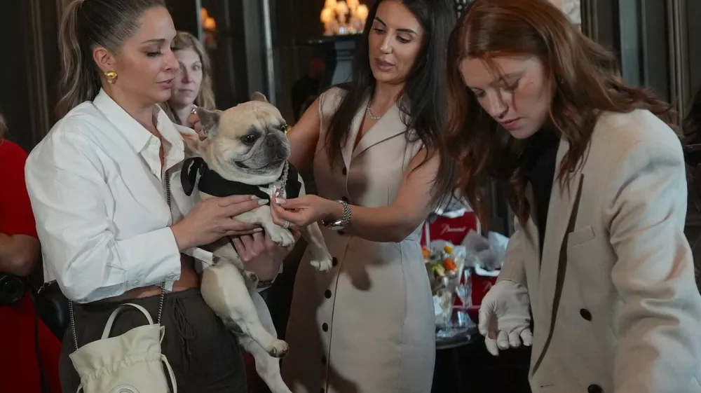 NEW YORK, UNITED STATES - APRIL 15: A dog named Bubba wears a diamond collar at the event of 'Diamonds Are a Dog's Best Friend', a Canine Couture Trunk Show, featuring high-end canine jewelry, including diamond-set collars, in collaboration with D Diamond at the Baccarat Hotel in Manhattan, New York City, U.S., on Wednesday, April 15, 2026. Selcuk Acar / Anadolu,Image: 1091472826, License: Rights-managed, Restrictions:, Model Release: no