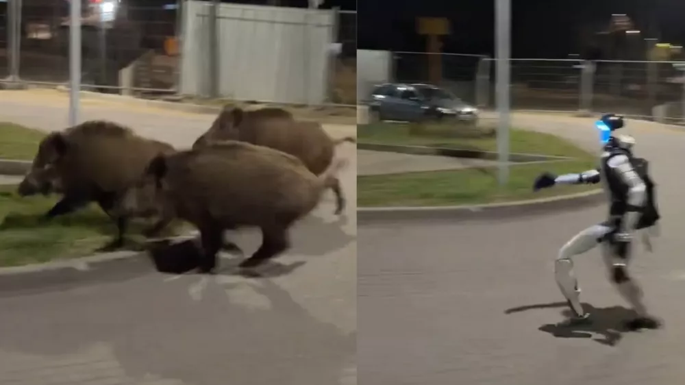 Robot preganja divje pra&scaron;iče