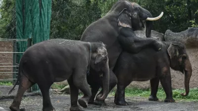 April 14, 2026, Batu City, East Java, Indonesia: A male Sumatran elephant and a female elephant on a month mating period an enclosure pond at Batu Secret Zoo in Batu City, East Java, Indonesia, on April 14, 2026.Batu Secret Zoo now has a total of five elephants: one adult male, three adult females, and one calf from the breeding program,Image: 1090914978, License: Rights-managed, Restrictions:, Model Release: no