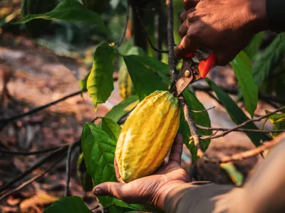 Kakav za več kot dve tretjini cenej&scaron;i, čokolada pa dražja