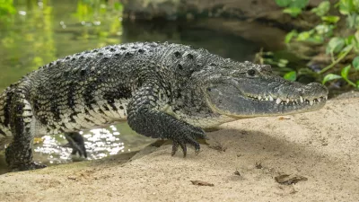 bradavičasti krokodil