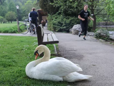 - 15.04.2026 - labod, Tivoli//FOTO: Jaka Gasar / Foto: Jaka Gasar
