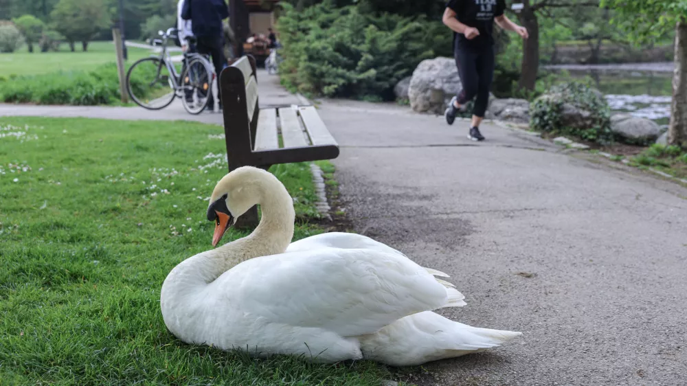 - 15.04.2026 - labod, Tivoli//FOTO: Jaka Gasar / Foto: Jaka Gasar