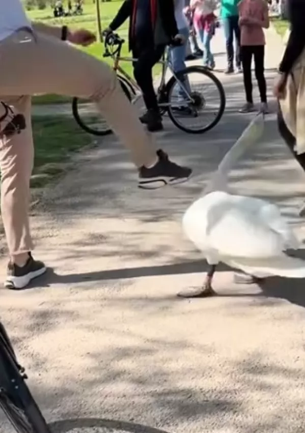 Tivoli, labod,, brcnil laboda / Foto: Posnetek Zaslona