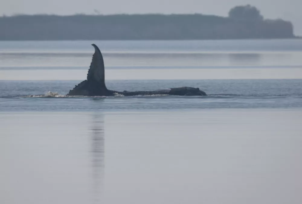 The humpback whale, nicknamed Timmy, remains trapped near the island of Poel, Germany, Friday, April 17, 2026. (Jens B&uuml;ttner/dpa via AP) / Foto: Jens B&uuml;ttner