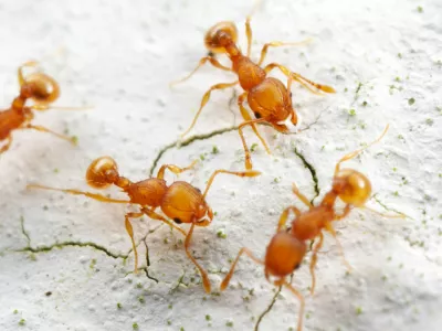 Another nonnative making its home in Florida, Wasmannia auropunctata can survive in diverse habitats and is known as a pest species that can drive out native ants. See SWNS story SWSCants. Invasive foreign ants which have hitched rides on global imports are slowly becoming the dominant species in Florida, according to new research. Populations of non-native leaf-litter ants have skyrocketed in the "Sunshine State" in recent years, with native populations falling alongside them. The number of non-native ants has nearly doubled in the past half a century in some areas, suggests the study. Scientists say this could be due to the fact that they are willing to cooperate with other species and bring them into their huge colonies - whereas native ants tend to reject outsiders.,Image: 767900151, License: Rights-managed, Restrictions: This image is not available for use at a stock rate unless with prior agreement. This image hereby disclosed to your organisation is so disclosed on the condition that your organisation will take all steps necessary to ensure that any identifiable personal, Model Release: no