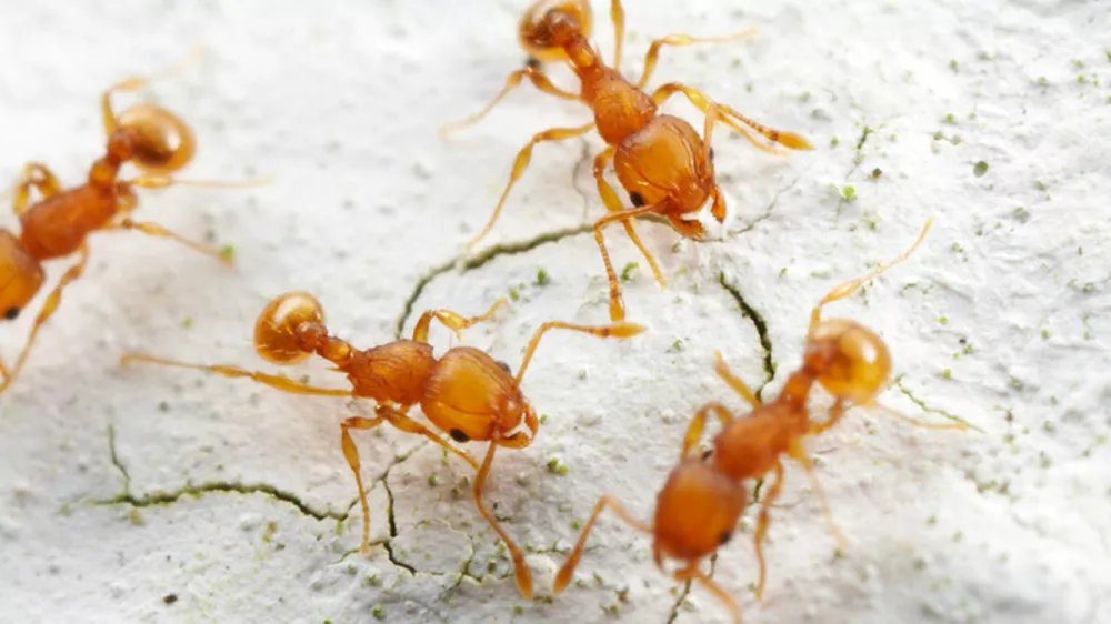 Another nonnative making its home in Florida, Wasmannia auropunctata can survive in diverse habitats and is known as a pest species that can drive out native ants. See SWNS story SWSCants. Invasive foreign ants which have hitched rides on global imports are slowly becoming the dominant species in Florida, according to new research. Populations of non-native leaf-litter ants have skyrocketed in the "Sunshine State" in recent years, with native populations falling alongside them. The number of non-native ants has nearly doubled in the past half a century in some areas, suggests the study. Scientists say this could be due to the fact that they are willing to cooperate with other species and bring them into their huge colonies - whereas native ants tend to reject outsiders.,Image: 767900151, License: Rights-managed, Restrictions: This image is not available for use at a stock rate unless with prior agreement. This image hereby disclosed to your organisation is so disclosed on the condition that your organisation will take all steps necessary to ensure that any identifiable personal, Model Release: no