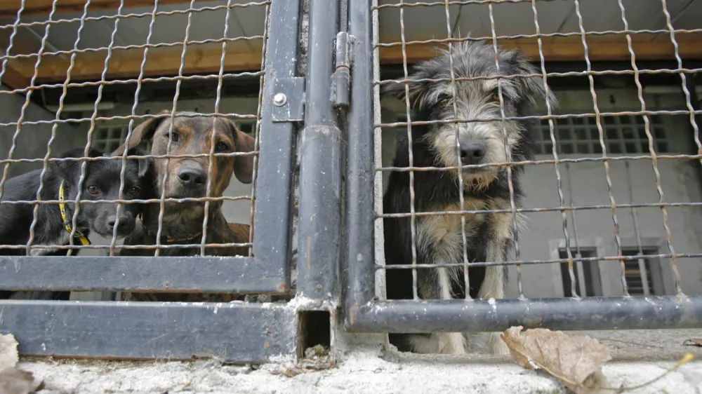 Zaveti&scaron;če za zapu&scaron;čene živali Gmajnice 30, azil za živali namenjen začasni namestitvi zapu&scaron;čenih živali psov in mačk //FOTO: Luka CjuhaOPOMBA: ZA OBJAVO V ČASOPISU DNEVNIK