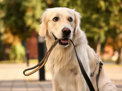 Walking with dog. Cute Golden Retriever with leash outdoors,Image: 1063111188, License: Royalty-free, Restrictions:, Model Release: no
