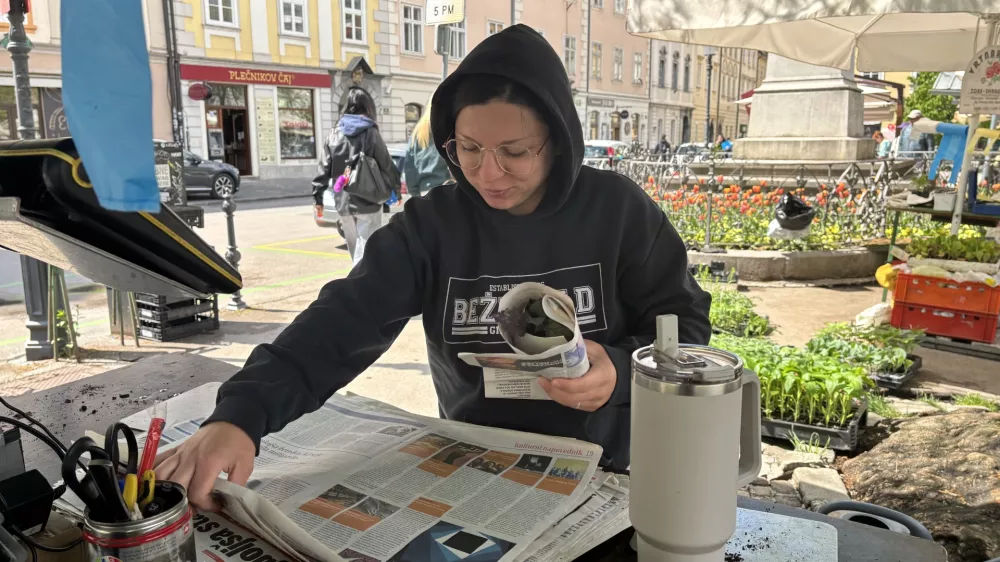 Pri Kmetijstvu Snoj sadike za kupce zavijejo v časopisni papir.