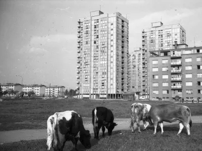 Ko je bila Ljubljana &scaron;e napol podeželje &ndash; med bloki krave, njive, vrtovi in brnenje traktorjev. Slika iz Savskega naselja. / Foto: Edi &Scaron;elhaus, hrani Muzej novej&scaron;e in sodobne zgodovine Slovenije
