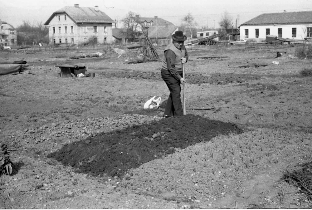 Na robovih naselij so vrtičkarji obdelovali vsak kos rodovitne zemlje. / Foto: Marjan Ciglič, hrani Muzej Novej&scaron;e In Sodobne Zgodovine Slovenije