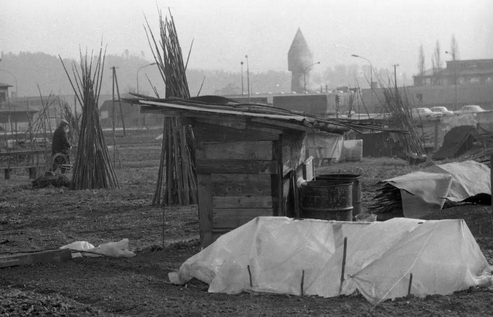V strnjenem naselju so nastali vrtički, ki so hranili družine. / Foto: Marjan Ciglič, hrani Muzej Novej&scaron;e In Sodobne Zgodovine Slovenije