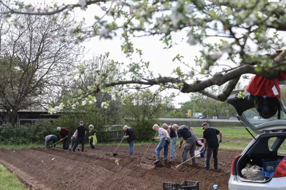 V Savljah sadili najbolj&scaron;o sorto za praženi krompir