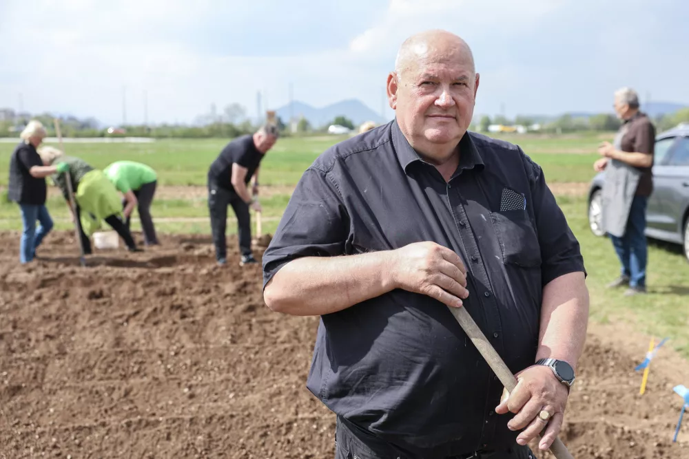 V Savljah sadili najbolj&scaron;o sorto za praženi krompir