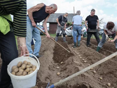 V Savljah sadili najbolj&scaron;o sorto za praženi krompir