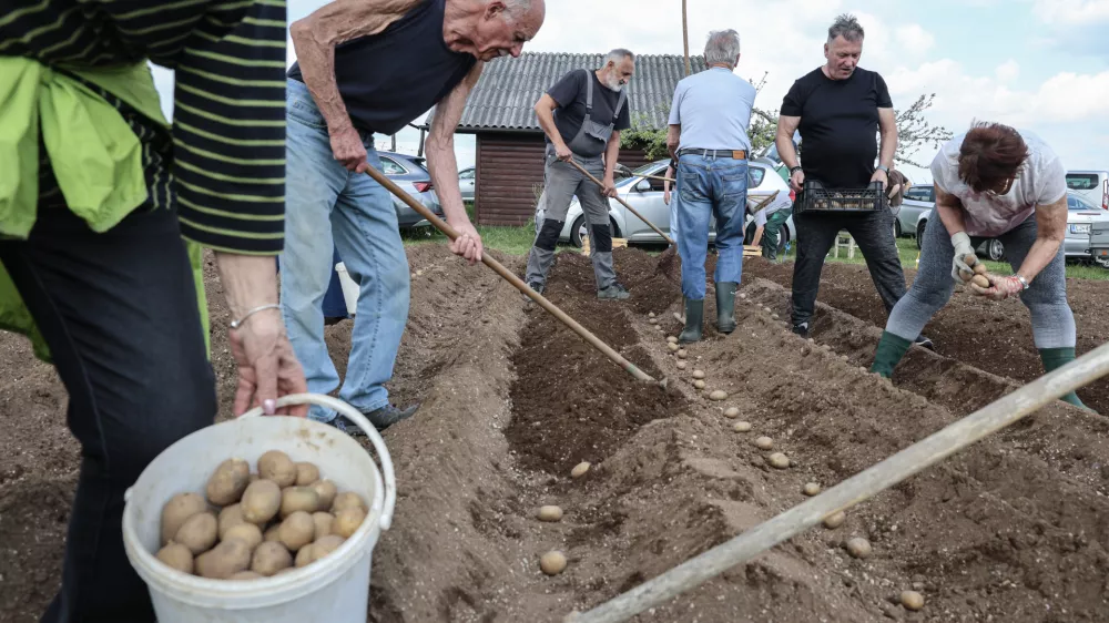 V Savljah sadili najbolj&scaron;o sorto za praženi krompir
