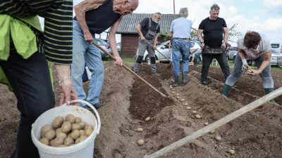 V Savljah sadili najbolj&scaron;o sorto za praženi krompir