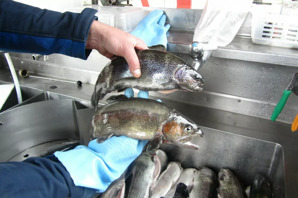 Čista voda daje zdrave ribe; zgoraj samička, spodaj samec &scaron;arenke