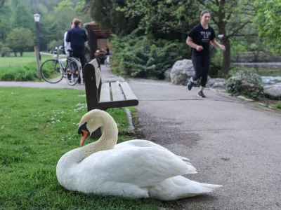Zaznali nasilje nad labodi