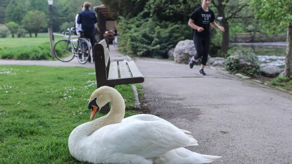 Zaznali nasilje nad labodi