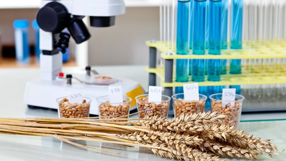 hrana gso paradižnik