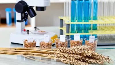 hrana gso paradižnik