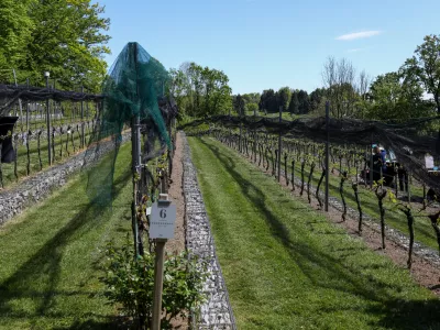 Trte nad mestom dobro uspevajo