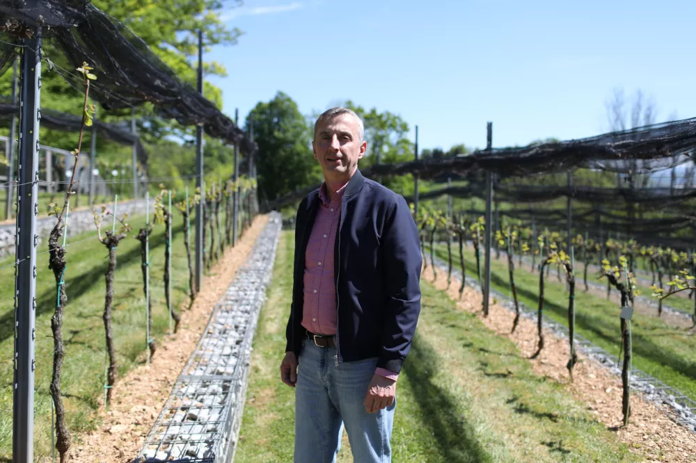 Trte nad mestom dobro uspevajo