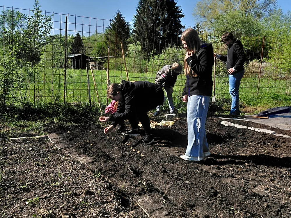 Dekleta so z natančnostjo posadila krompir. Foto: Vesna Levičnik