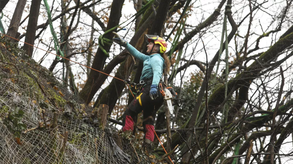 10.01.2025 - Priprave na sečnjo dreves - Grajski hrib, Grajski grič, Ljubljanski grad, posek - sečnja - Tisa - FOTO: LUKA CJUHA