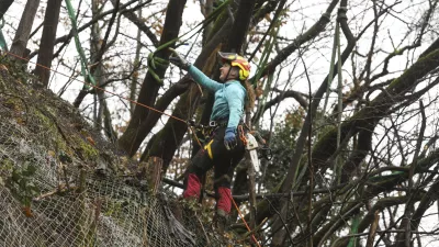 10.01.2025 - Priprave na sečnjo dreves - Grajski hrib, Grajski grič, Ljubljanski grad, posek - sečnja - Tisa - FOTO: LUKA CJUHA