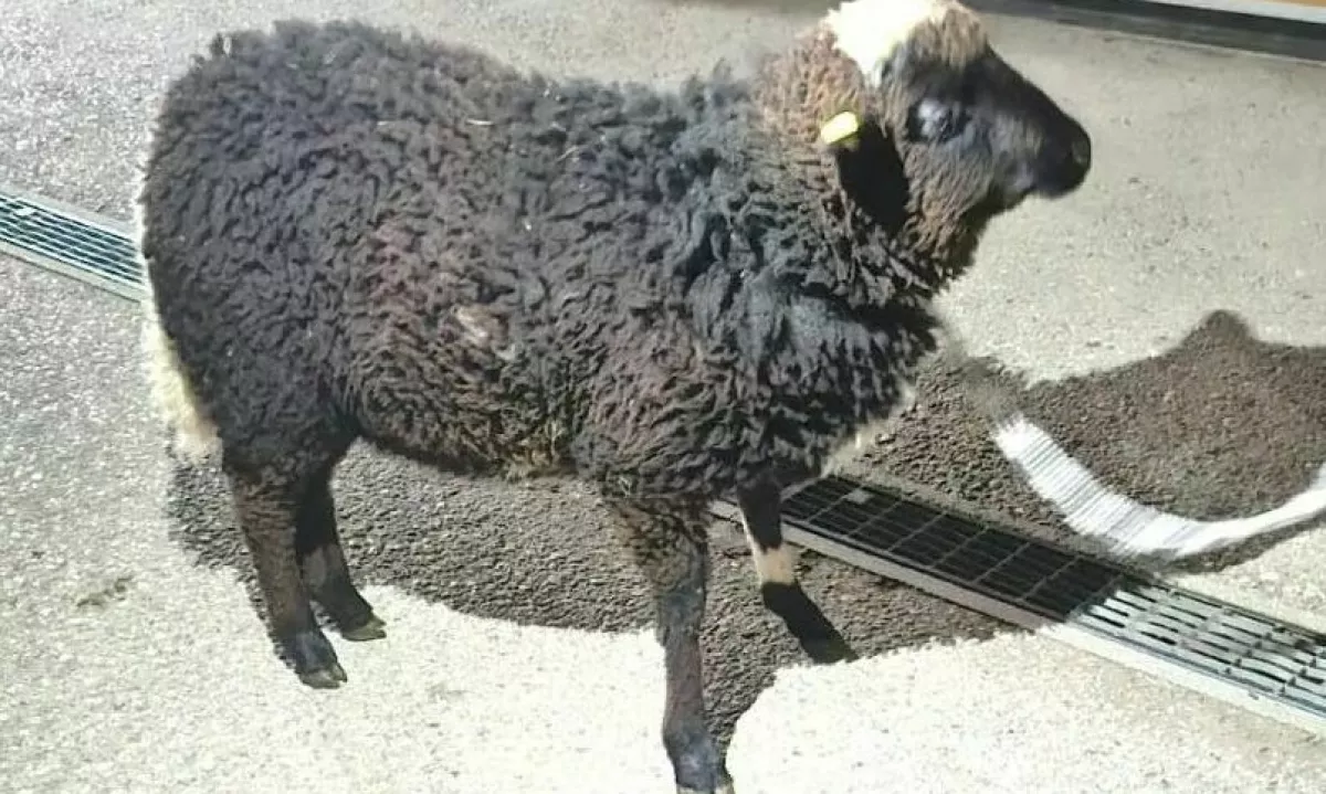 46-letnega lastnika ovna Mannija so policisti izsledili doma v postelji.