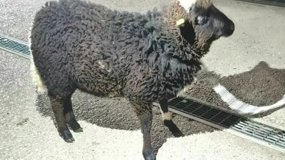 Mannija so re&scaron;ili iz prtljažnika in ga namestili v zaveti&scaron;če. 