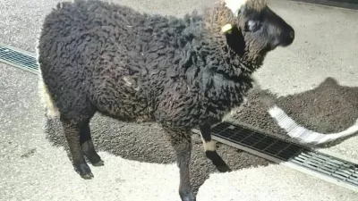 Mannija so re&scaron;ili iz prtljažnika in ga namestili v zaveti&scaron;če. 