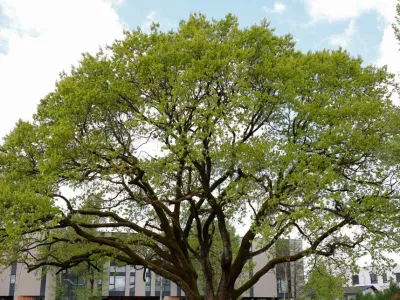 Naj drevo 2025 - hrast v Trnovem