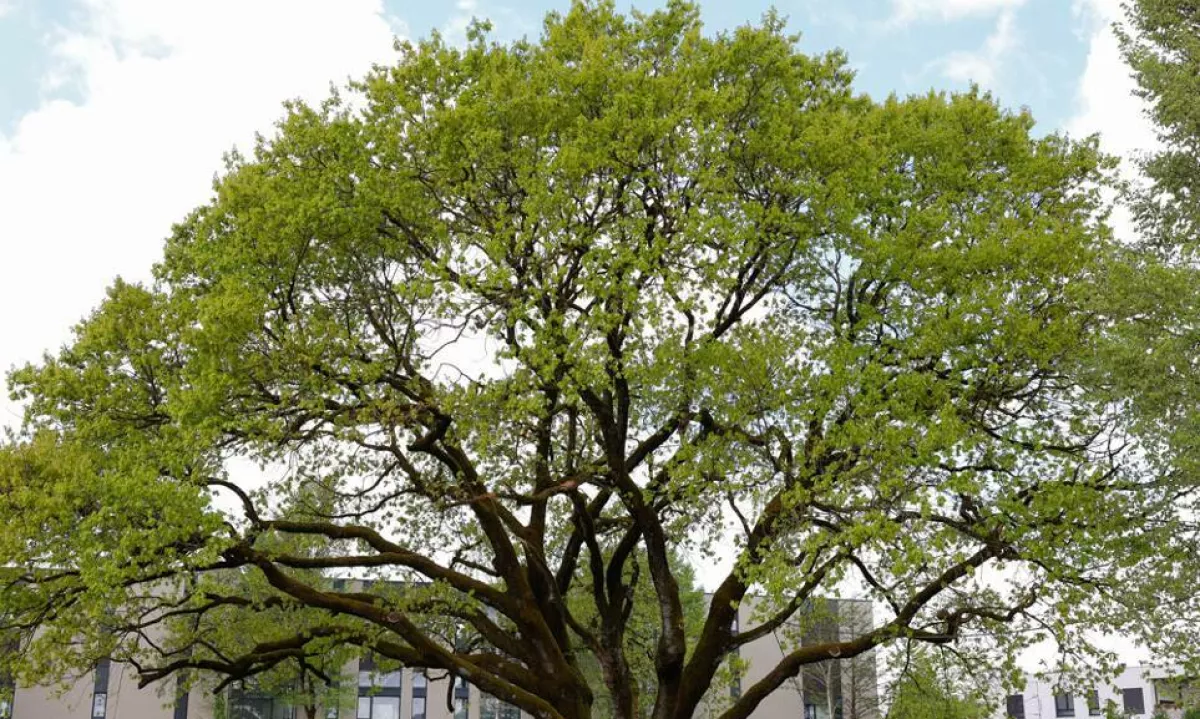 Naziv drevo leta 2025 je prejel veličastni hrast, ki se bohoti na nasipu med Barjansko cesto, Malim grabnom in Opekarsko ulico.