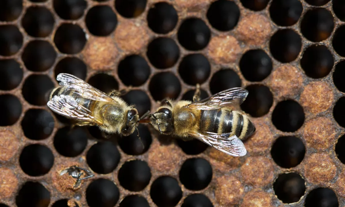 Na UVHVVR so za Dnevnik potrdili, da ukrep prepovedi premika čebeljih družin s čebelarstva Vajda, izrečen januarja lani, še vedno velja.