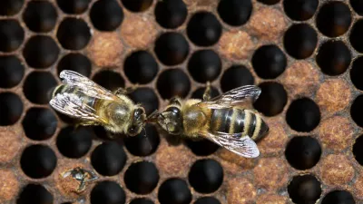 - Čebelarstvo - čebelarji - čebele - - Medonosna čebela, živi v družbeni skupnosti imenovana čebelja družina. V družini je le ena plodna samica - matica, ki leže jajčeca za razplod družine. Večino članov družine predstavljajo neplodne samice &ndash; delavke. V družini jih je več 10.000. Običajno čebelje družine &scaron;tejejo med 40.000 in 100.000 čebel. V panju sredi sezone je nekaj 100 ali celo več 1000 samcev &ndash; trotov. - Čebele gnezdijo na satju, ki ga same zgrade. Čebele uporabljajo satje za vzrejo zalege in skladi&scaron;čenje hrane. Na vrhu satja je običajno skladi&scaron;čen med, pod njim, proti sredini satja je skladi&scaron;čen cvetni prah, na sredini in spodaj pa čebele vzrejajo zalego. Zrel med čebele pokrijejo z vo&scaron;čenimi pokrovci. Ličinke odra&scaron;čajo v odprtih celicah, preden pa se zabubijo in preobrazijo v odrasle čebele, jih čebele zaprejo v celice s poroznimi pokrovci. Razvoj od jajčeca do odrasle čebele traja 21 dni. Trotje se razvijajo počasneje, matice pa hitreje. Odrasle čebele živijo v sezoni le 6-8 tednov, čez zimo pa tudi do pol leta. Trotje živijo v družini le v času rojenja čebel, matice pa lahko preživijo več let. //FOTO: Jaka AdamičOPOMBA: ZA OBJAVO V PRILOGI &ndash; DNEVNIKOV OBJEKTIV - REPORTAŽA O ČEBELAH