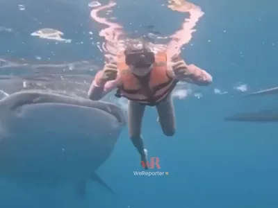 Kitovci na srečo niso nevarni, te pa lahko zelo prestra&scaron;ijo. Zaradi velikosti pa včasih tudi nenamerno po&scaron;kodujejo. 