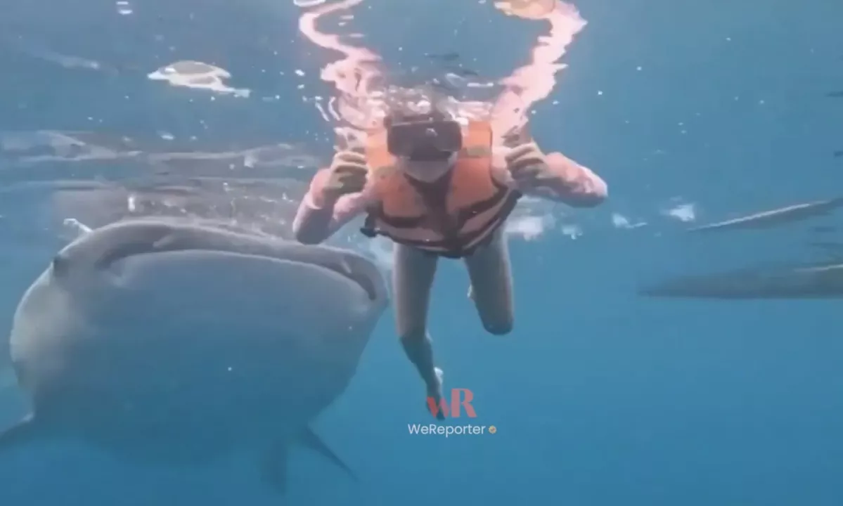 Turistka je med potapljanjem na Filipinih hotela posneti spomin, ko se ji je izza hrbta približal največji morski pes v morju.