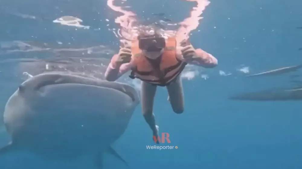 Kitovci na srečo niso nevarni, te pa lahko zelo prestra&scaron;ijo. Zaradi velikosti pa včasih tudi nenamerno po&scaron;kodujejo. 