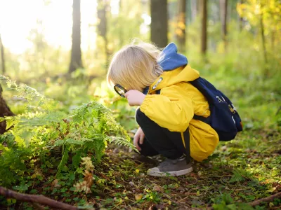Preschooler boy is exploring nature with magnifying glass. Little child is looking on leaf of fern with magnifier. Summer vacation for inquisitive kids in forest. Hiking. Boy scout