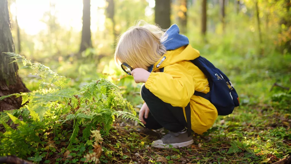 Preschooler boy is exploring nature with magnifying glass. Little child is looking on leaf of fern with magnifier. Summer vacation for inquisitive kids in forest. Hiking. Boy scout