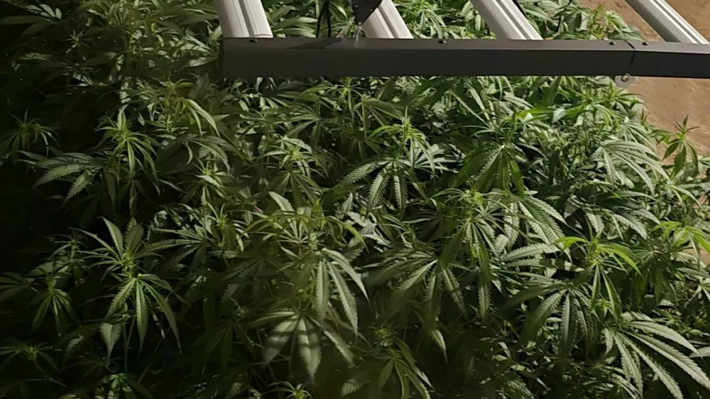 Ljubljanski kriminalisti so v hi&scaron;ni preiskavi na Igu zasegli 800 razstlin konoplje in okoli 20 kilogramov že posu&scaron;ene droge.