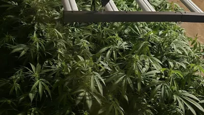 Ljubljanski kriminalisti so v hi&scaron;ni preiskavi na Igu zasegli 800 razstlin konoplje in okoli 20 kilogramov že posu&scaron;ene droge.