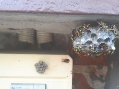 wasp sitting on top of wasp nest. close up view