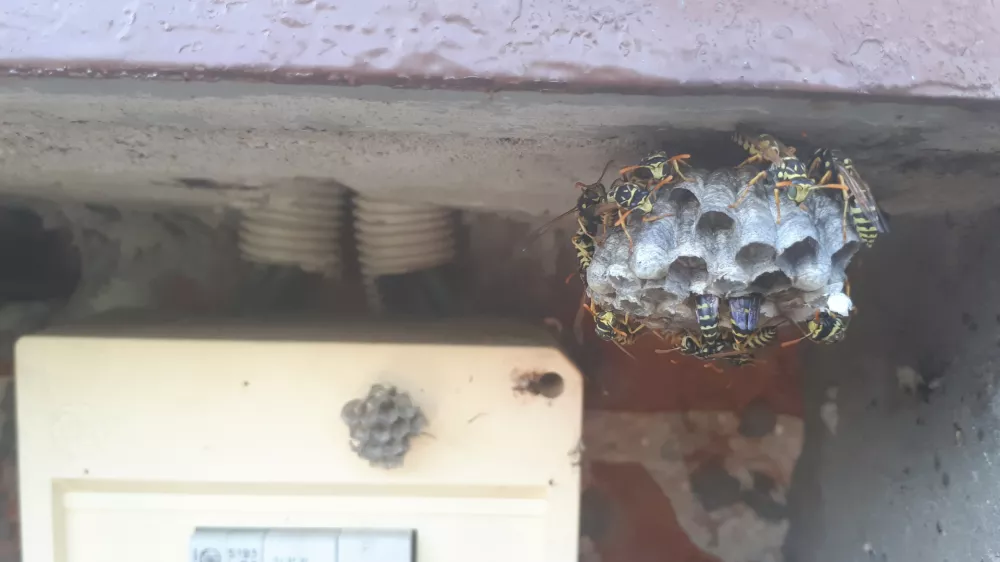 wasp sitting on top of wasp nest. close up view